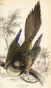 Perroquet fouisseur ou conure de Patagonie, Cyanoliseus patagonus - William Home Lizars