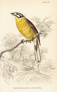 Bruant du Cap, Emberiza capensis (Bruant à ventre jaune, Fringillaria capensis) - William Home Lizars