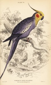 Calopsitte élégante, Nymphicus hollandicus - William Home Lizars