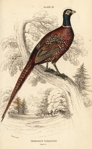 Faisan commun (à collier), Phasianus colchicus torquatus (Phasianus torquatus) - William Home Lizars