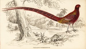 Faisan cuivré ou faisan de Soemmerring, Syrmaticus soemmerringii (Phasianus soemmerringii)