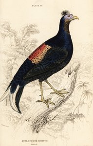 Lophure ignée, mâle (Le coq de Macartney, Euplocomus ignitus) - William Home Lizars