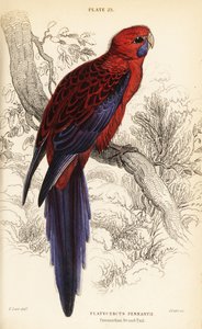 Rosella écarlate, Platycercus elegans