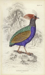 Cryptonix Coronatus - William Home Lizars