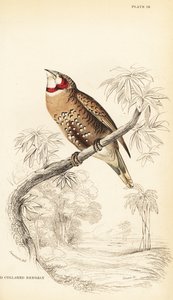 Diamant à bavette, Amadina fasciata - William Home Lizars