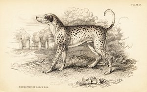 Chien dalmatien ou chien de carrosse, Canis lupus familiaris - William Home Lizars