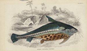 Doras Castaneo-Ventris - William Home Lizars