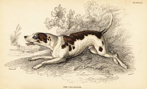 Chien de chasse, Canis lupus familiaris - William Home Lizars