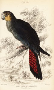 Cacatoès noir brillant, Calyptorhynchus lathami