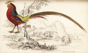 Faisan doré ou faisan chinois, Chrysolophus pictus (Phasianus pictus) - William Home Lizars