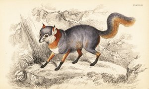 Renard gris, Urocyon cinereoargenteus - William Home Lizars