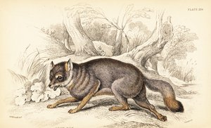 Renard gris, Urocyon cinereoargenteus (Vulpes cinereus) - William Home Lizars