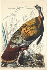 Grand coq américain, 1827 - William Home Lizars