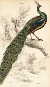 Paon vert, Pavo muticus - William Home Lizars