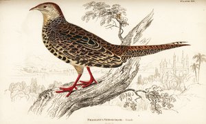 Faisan versicolore ou faisan vert japonais, femelle, Phasianus versicolor - William Home Lizars