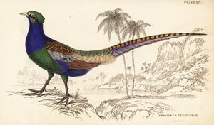Faisan vert ou faisan vert japonais, mâle, Phasianus versicolor - William Home Lizars