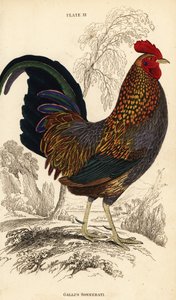Coq de Sonnerat, Gallus sonneratii (Gallus sonnerati) - William Home Lizars