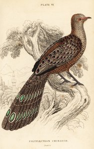 Faisan paon gris ou faisan paon birman, Polyplectron bicalcaratum - William Home Lizars