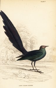 Choucador à longue queue, Lamprotornis caudatus