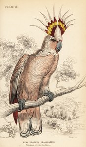 Cacatoès de Major Mitchell, Lophochroa leadbeateri
