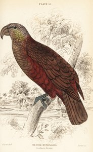 Kaka de Nouvelle-Zélande, Nestor meridionalis - William Home Lizars