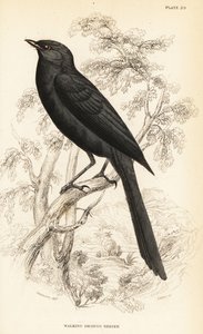 Gobemouche noir du Nord, Melaenornis edolioides