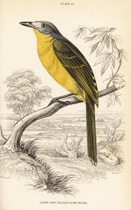 Pririt à tête grise, Chlorophoneus olivaceus (Grand pririt à tête grise, Malaconutus olivaceus) - William Home Lizars