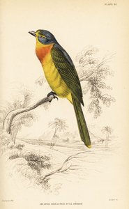 Pririt à poitrine orange ou pririt à poitrine soufrée, Chlorophoneus sulfureopectus - William Home Lizars