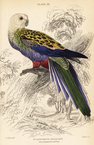 Perruche à tête pâle (palliceps), Platycercus adscitus palliceps