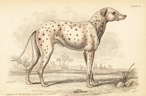 Parent du chien de carrosse moderne, Canis lupus familiaris - William Home Lizars