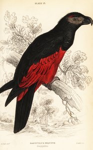 Perroquet de Pesquet ou perroquet vautour, Psittrichas fulgidus