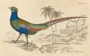 Phasianus Versicolor - William Home Lizars
