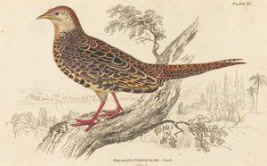 Phasianus Versicolor - Femelle - William Home Lizars