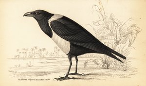 Corbeau pie, Corvus albus - William Home Lizars