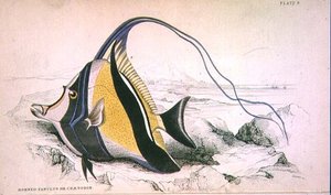 Planche 9 Zanchus cornu ou Chaetodon gravé par l