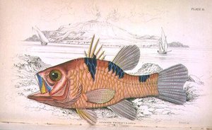 Planche onze; Apongon Trimaculatus (Île du Volcan) gravé par l