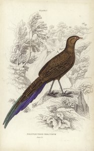Polyplectron Chalcurum - William Home Lizars