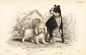 Caniche, Canis aquaticus, et bouledogue, Canis anglicus - William Home Lizars
