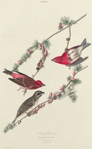 Roselin pourpré, 1827