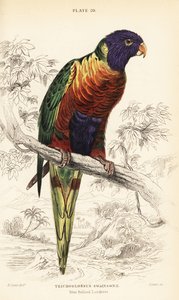 Loriquet arc-en-ciel, Trichoglossus moluccanus
