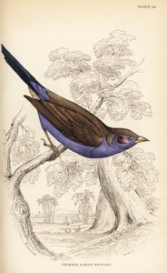 Cordonbleu à joues rouges, Uraeginthus bengalus - William Home Lizars
