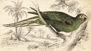 Ara à épaulettes rouges, Diopsittaca nobilis