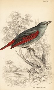 Pytilie à ailes rouges, Pytilia phoenicoptera (Bengali à ailes rouges, Pytilia phaenicoptera) - William Home Lizars