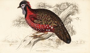 Tragopan satyre ou faisan cornu cramoisi, Tragopan satyra (Tragopan du Népal, Tragopan satyrus) - William Home Lizars