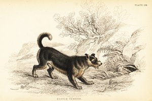 Terrier écossais ou terrier écossais, Canis lupus familiaris (Canis terrarius) - William Home Lizars