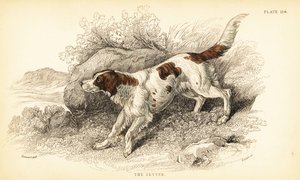 Setter, Canis lupus familiaris (Canis index) - William Home Lizars