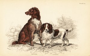 Setter et cocker spaniel, Canis lupus familiaris - William Home Lizars