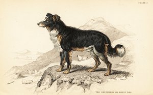 Chien de berger ou chien de berger, Canis lupus familiaris (Canis domesticus) - William Home Lizars