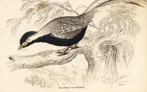 Faisan argenté, Lophura nycthemera (Phasianus nycthemerus) - William Home Lizars