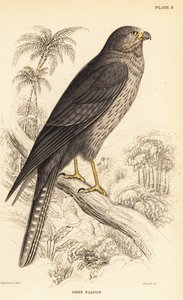 Faucon concolore, Falco concolor - William Home Lizars